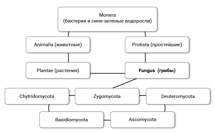 Место в классификации