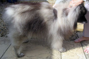 D. canis