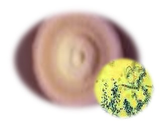 Trichophyton